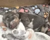 Dachshund (Miniature Smooth Haired)