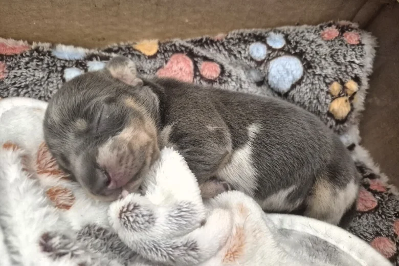 Dachshund (Miniature Smooth Haired)