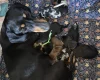 Dachshund (Miniature Smooth Haired)