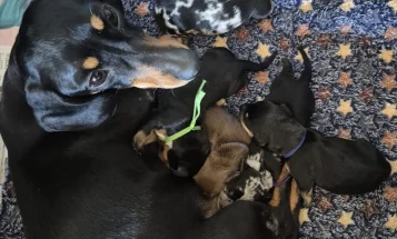 Dachshund (Miniature Smooth Haired)