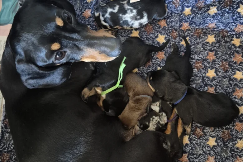 Dachshund (Miniature Smooth Haired)