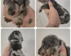 Dachshund (Miniature Smooth Haired)