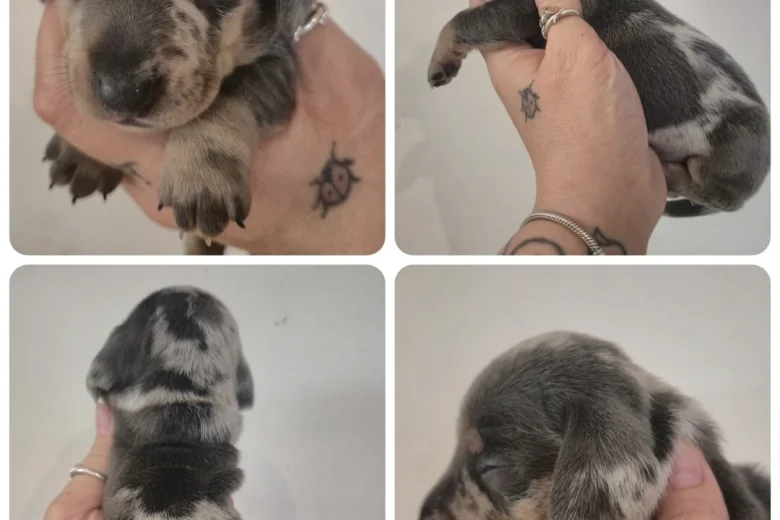 Dachshund (Miniature Smooth Haired)