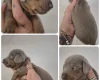 Dachshund (Miniature Smooth Haired)