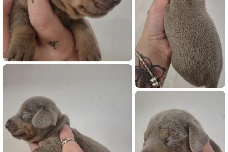 Dachshund (Miniature Smooth Haired)