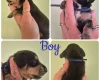 Dachshund (Miniature Smooth Haired)
