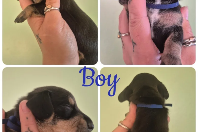 Dachshund (Miniature Smooth Haired)