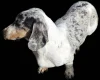 Dachshund (Miniature Smooth Haired)