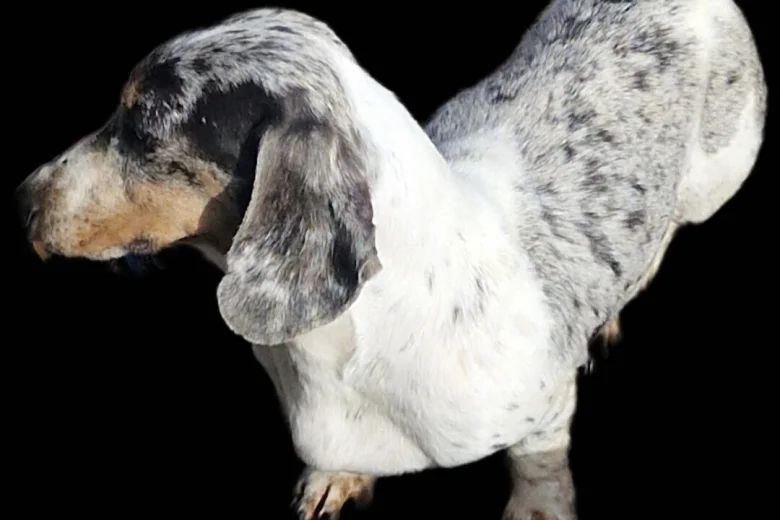 Dachshund (Miniature Smooth Haired)