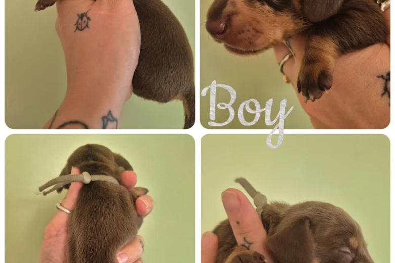Dachshund (Miniature Smooth Haired)