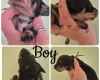 Dachshund (Miniature Smooth Haired)