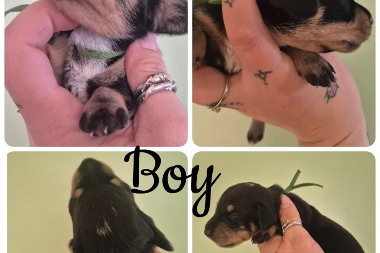 Dachshund (Miniature Smooth Haired)