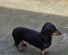 Dachshund (Miniature Smooth Haired)