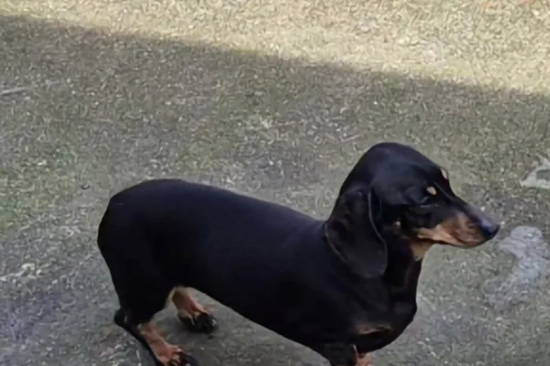 Dachshund (Miniature Smooth Haired)