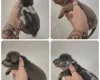 Dachshund (Miniature Smooth Haired)