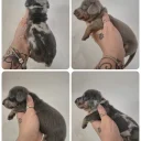 Dachshund (Miniature Smooth Haired)