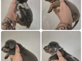 Dachshund (Miniature Smooth Haired)