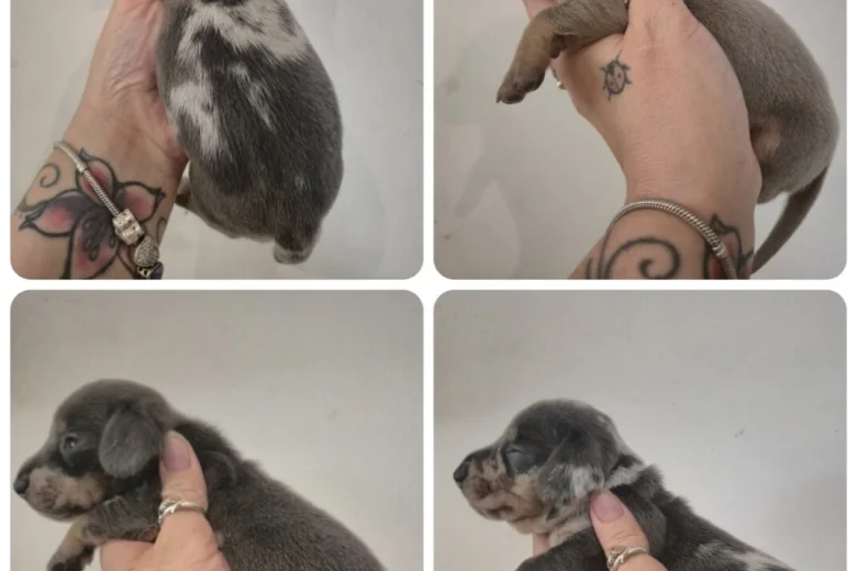Dachshund (Miniature Smooth Haired)