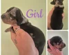 Dachshund (Miniature Smooth Haired)