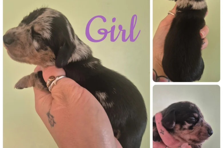 Dachshund (Miniature Smooth Haired)