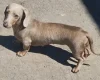 Dachshund (Miniature Smooth Haired)