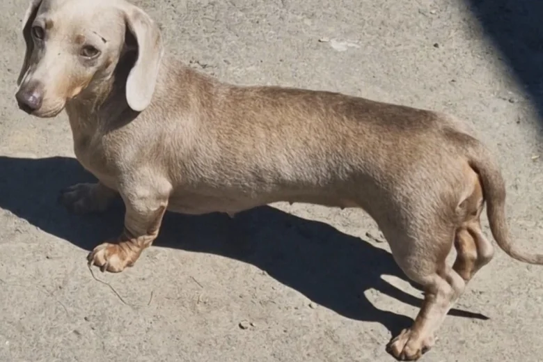 Dachshund (Miniature Smooth Haired)