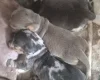 Dachshund (Miniature Smooth Haired)