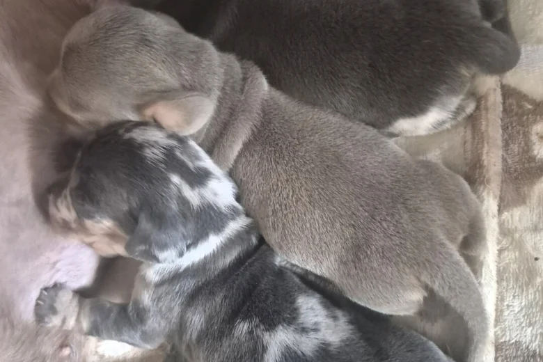 Dachshund (Miniature Smooth Haired)