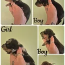 Dachshund (Miniature Smooth Haired)