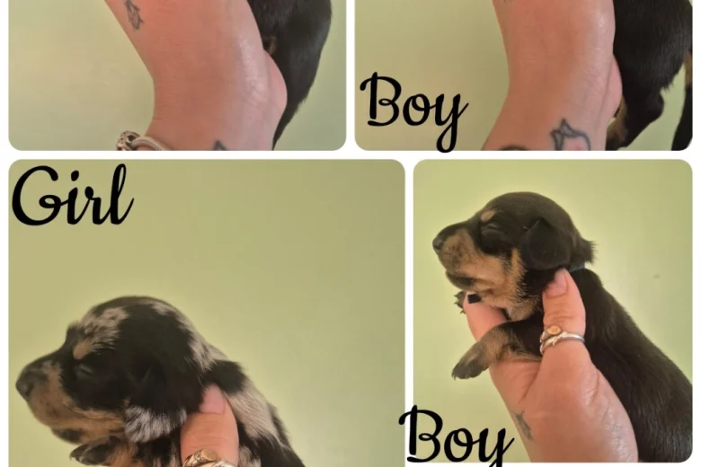 Dachshund (Miniature Smooth Haired)