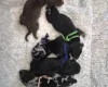 Dachshund (Miniature Smooth Haired)