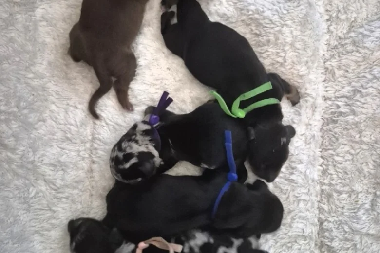 Dachshund (Miniature Smooth Haired)