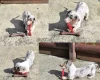 Dachshund (Miniature Smooth Haired)