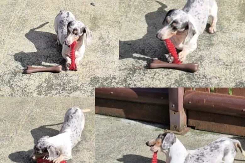 Dachshund (Miniature Smooth Haired)