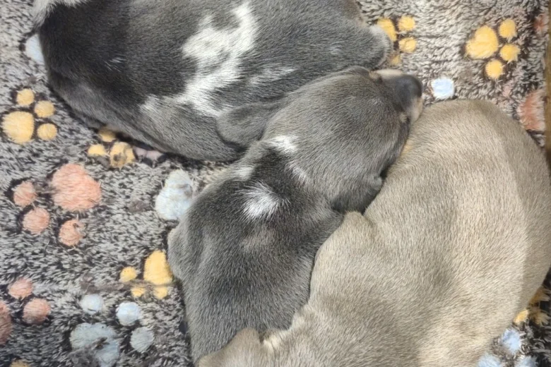 Dachshund (Miniature Smooth Haired)
