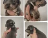 Dachshund (Miniature Smooth Haired)