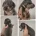 Dachshund (Miniature Smooth Haired)