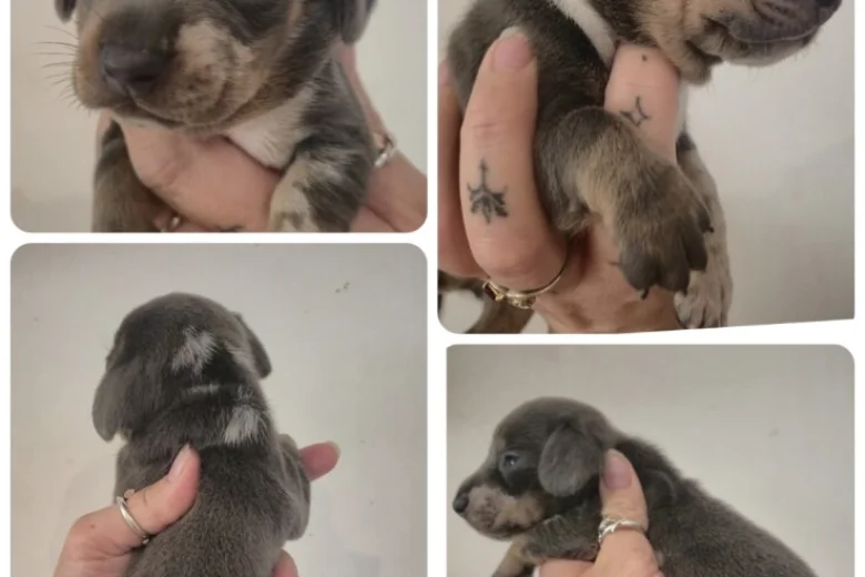 Dachshund (Miniature Smooth Haired)