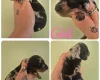 Dachshund (Miniature Smooth Haired)