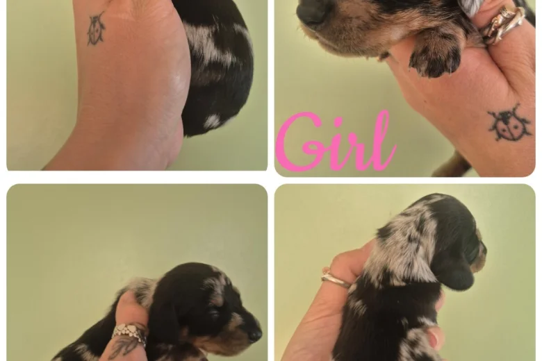 Dachshund (Miniature Smooth Haired)