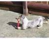 Dachshund (Miniature Smooth Haired)