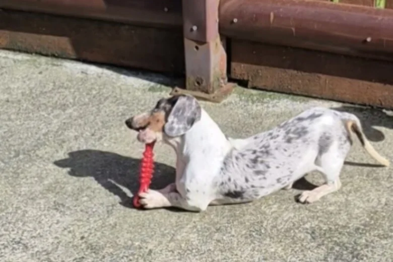 Dachshund (Miniature Smooth Haired)