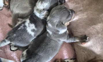 Dachshund (Miniature Smooth Haired)