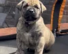 Presa Canario