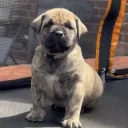 Presa Canario