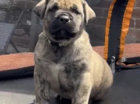 Presa Canario