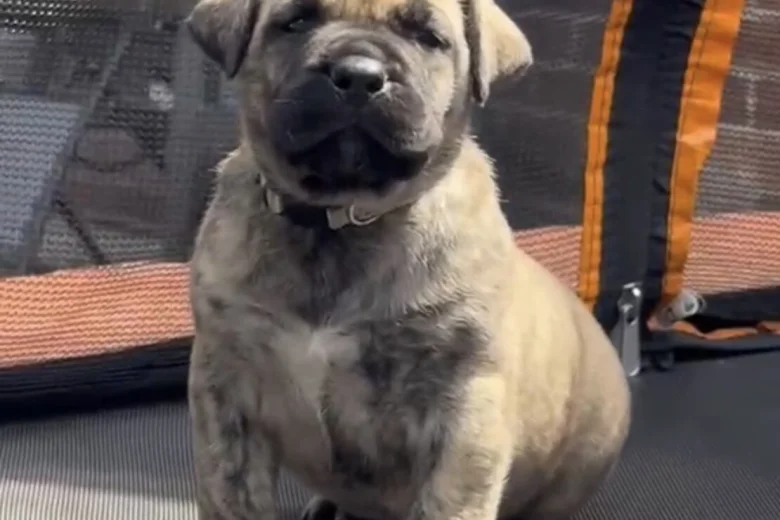 Presa Canario