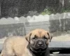 Presa Canario