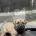 Presa Canario