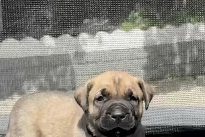 Presa Canario